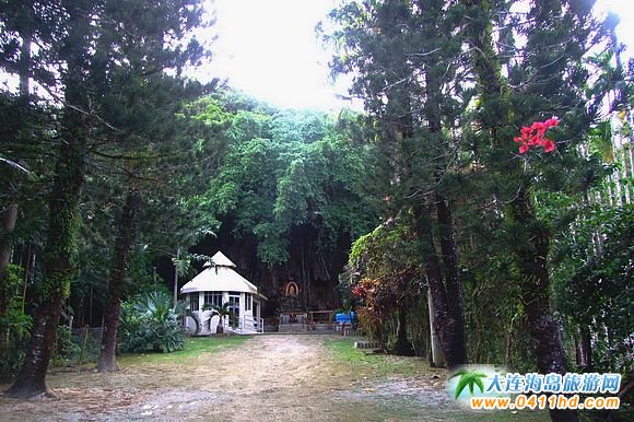 更多的塞班島椰子圖片